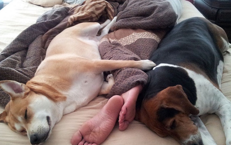 dog-bed-warmth